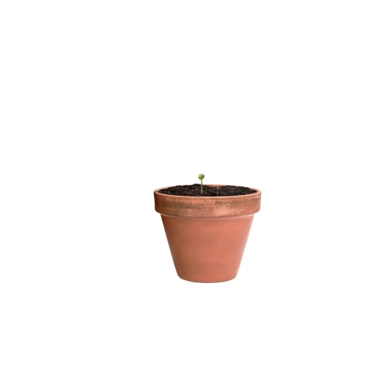 Wildflower seed ball (V7224-00)-1