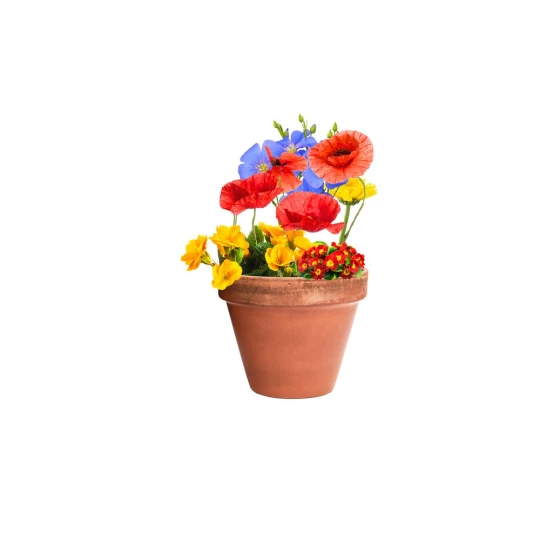 Wildflower seed ball (V7224-00)-1