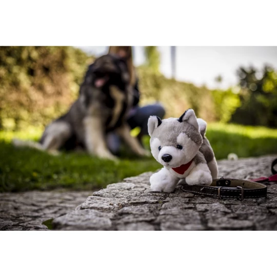Hund Husky mit rotem Halstuch | Trooper (HE692-19)-1