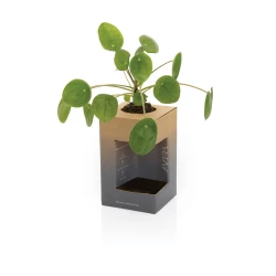 Kubek termiczny 300 ml Avira Alya (P438.024)-16