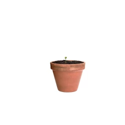 Wildflower seed ball (V7224-00)-5